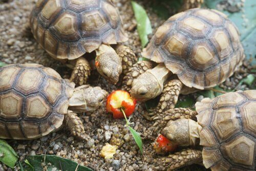 tartarughe mangiano una mela