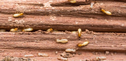 Il potere distruttivo delle termiti