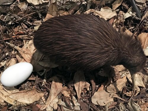 un kiwi con un uovo