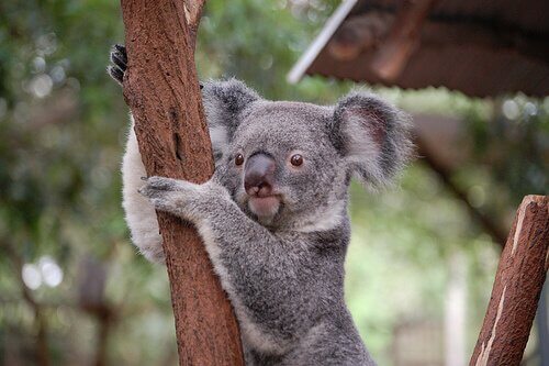 un koala appeso a un albero