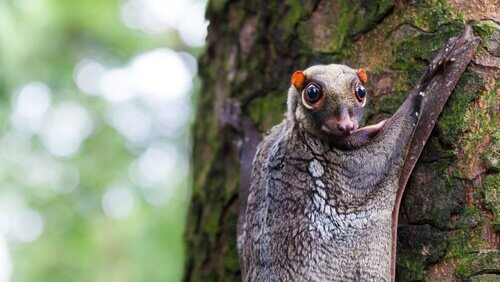 Animali arboricoli: 5 specie che vivono sugli alberi