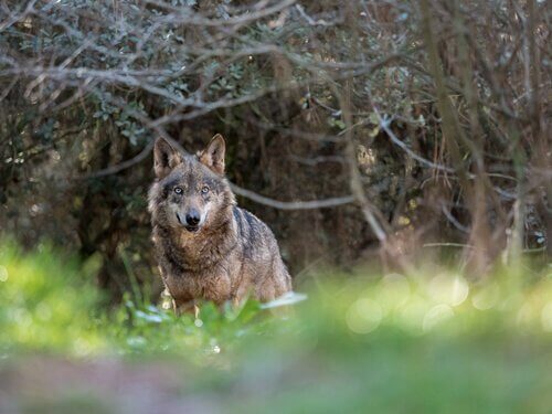 Lupo avvistato tra i rami di un bosco