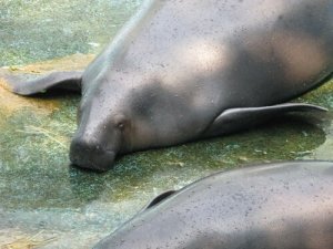 5 animali che vivono nel Rio delle Amazzoni