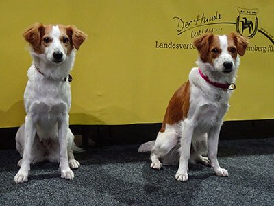un maschio e una femmina di Kromfohrlander in una mostra canina