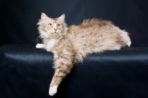 LaPerm, il gatto riccio affettuoso e giocherellone