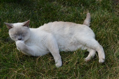 Gatto si pulisce sul prato