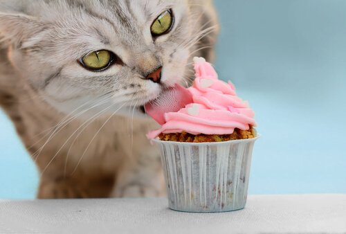 Gatto grigio lecca un cupcakes rosa