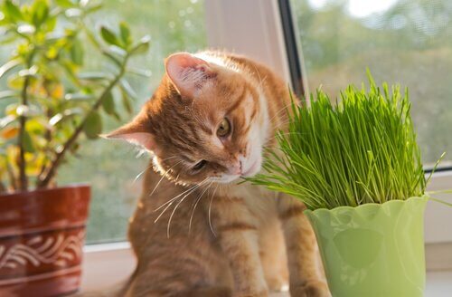 un micio mangia dell'erba gatta