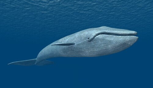 un modello 3d di una balena bianca