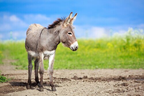 un mulo grigio su un terreno agricolo
