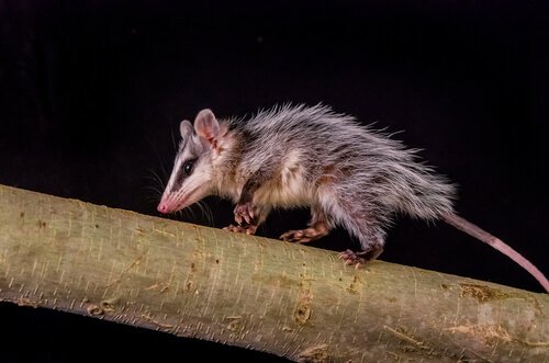 un opossum corre su un albero