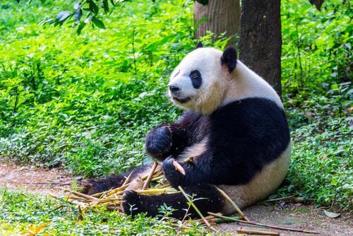 panda mangia bambù