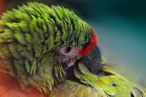 Autodeplumazione pappagallo