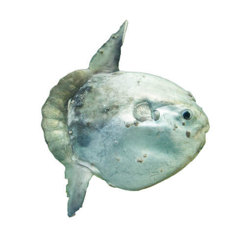 Pesce luna