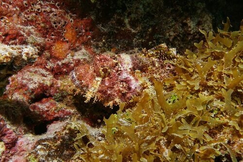 Pesce si mimetizza tra le rocce