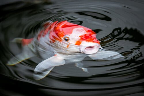 Carpa koi