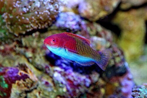 Esempio di pesci labridi