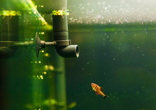 4 tipi di filtri per l'acquario che dovreste usare