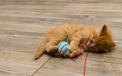 un piccolo gattino gioca con una pallina legata a un filo