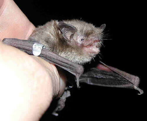 Piccolo pipistrello con la bocca aperta