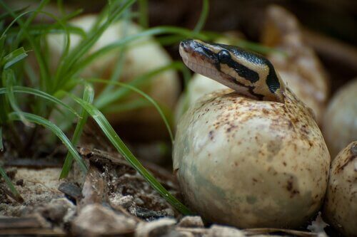 un piccolo serpente esce dal suo uovo