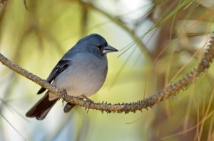 Quali sono gli animali delle isole Canarie?