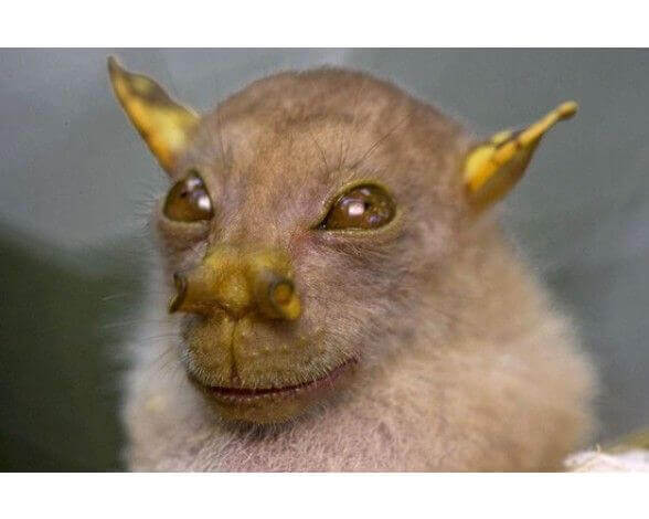 Pipistrello yoda con le sue caratteristiche orecchie