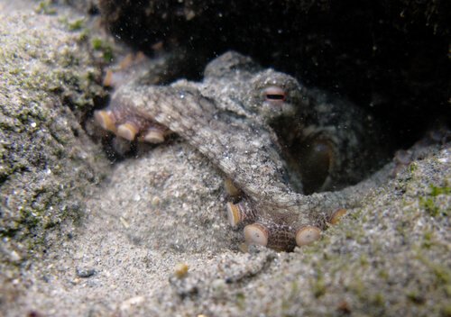 Un polpo grigio si mimetizza nella sabbia