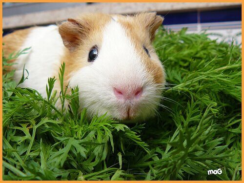 Differenze tra gerbilli e porcellini d'India