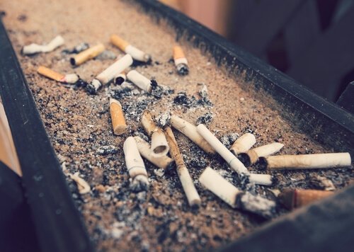 Sigarette e animali: i pericoli del fumo passivo