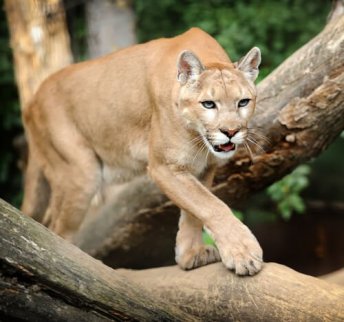 quanto pesa un puma