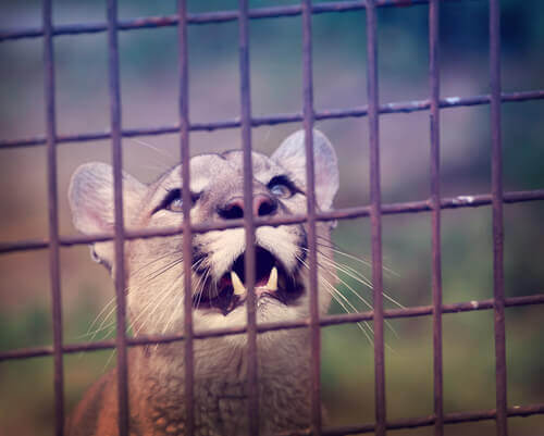 un puma chiuso in gabbia mostra i canini