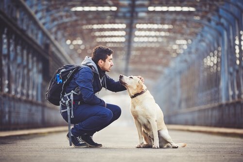 Visitare gli Stati Uniti con il cane: 5 percorsi da non perdere