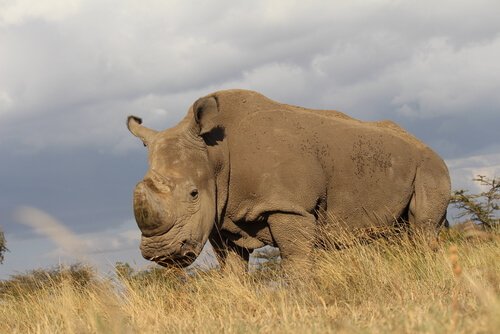 La storia dell’estinzione del rinoceronte bianco settentrionale