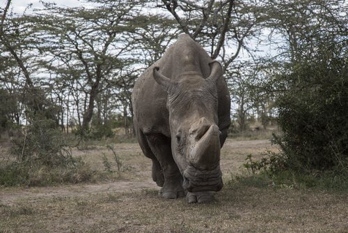 un rinoceronte visto da davanti nel suo habitat