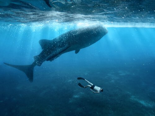 Squalo balena: caratteristiche, dieta e habitat