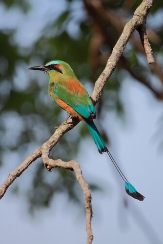 7 uccelli più belli dell’America centrale