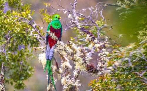 Uccello quetzal del guatemala nella vegetazione