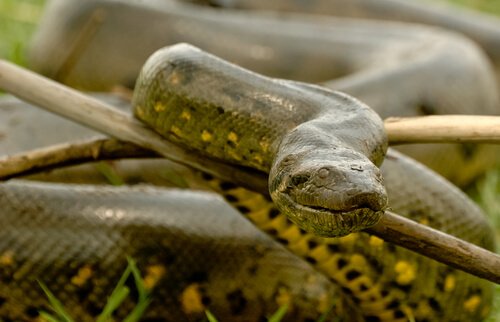Anaconda: il serpente più potente del mondo