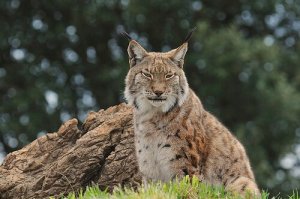 La lince iberica è a un passo dall'estinzione