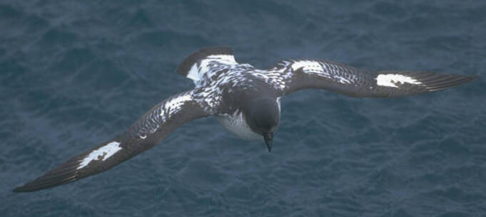 una Procellaria del Capo in volo con le ali aperte
