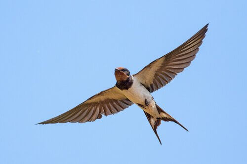 Rondine: l'uccello migratore più conosciuto