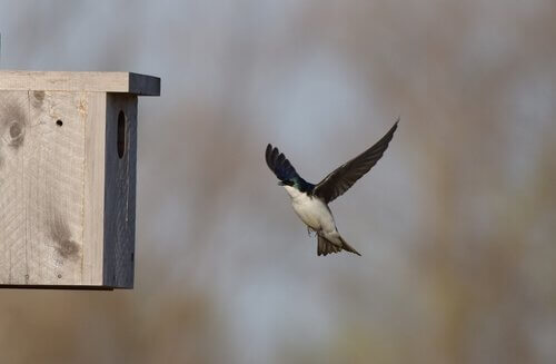una Rondine si avvicina a un nido artificiale in legno