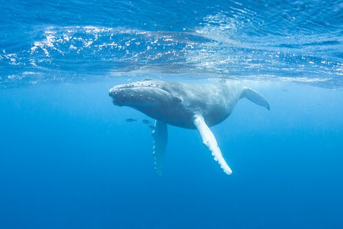 Il canto delle balene