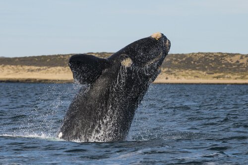 Balena franca australe
