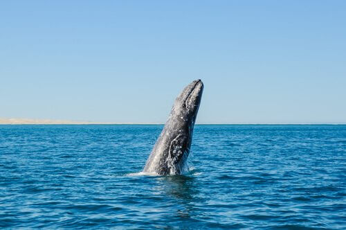 una balena grigia salta in acqua