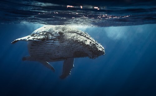balena sott'acqua