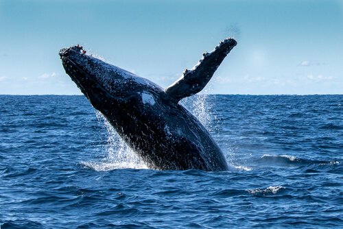Balenottera azzurra salta fuori dall'acqua con una pinna in alto