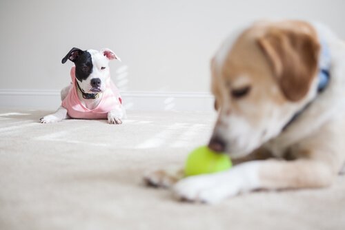 una cagnolina guarda un altro cane giocare con una pallina da tennis