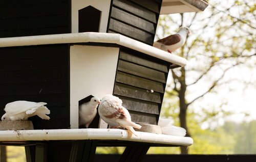 Casetta di legno per allevare colombe